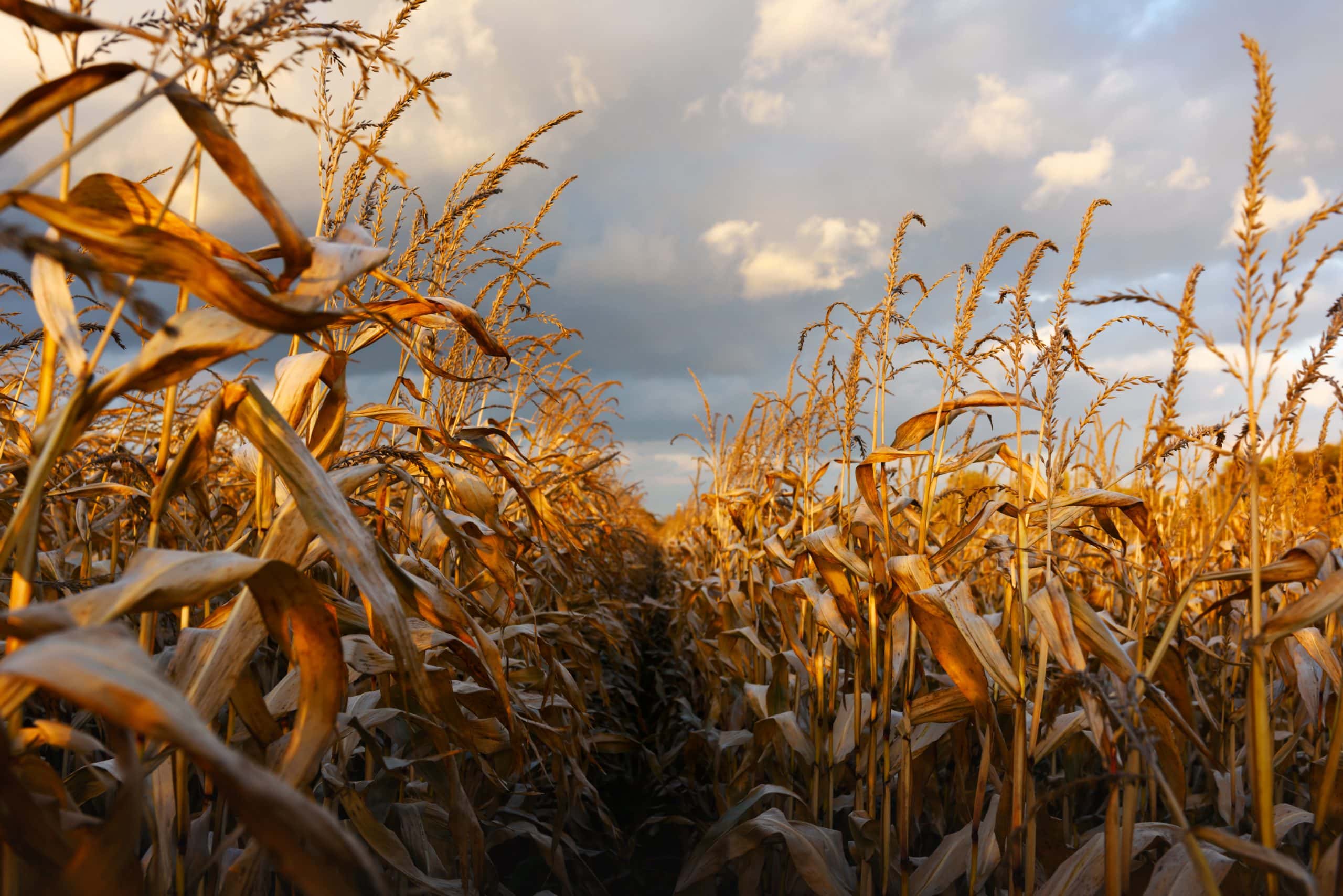 Ripe corn on a rural field